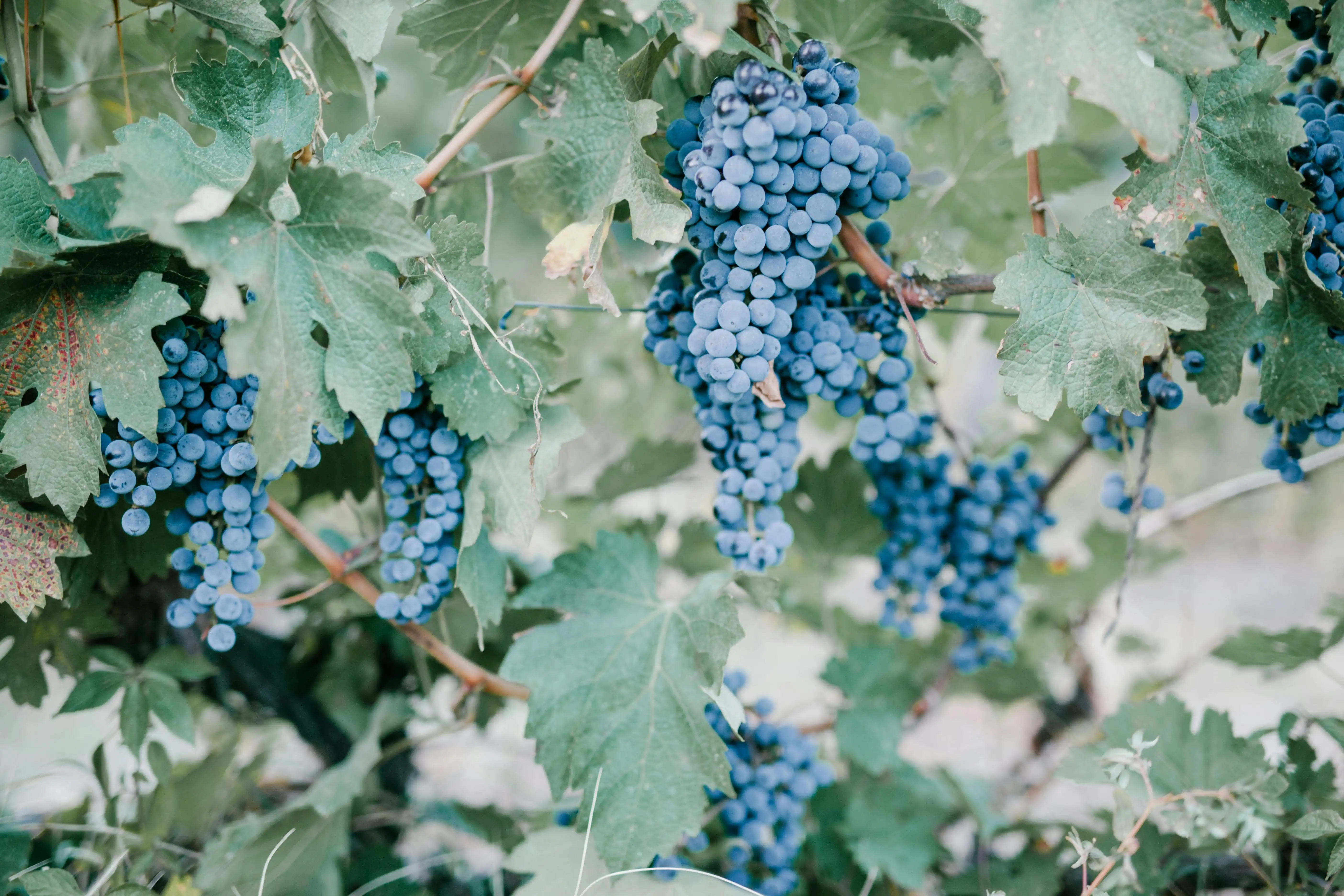 image from Rich Heritage of Georgian Wine