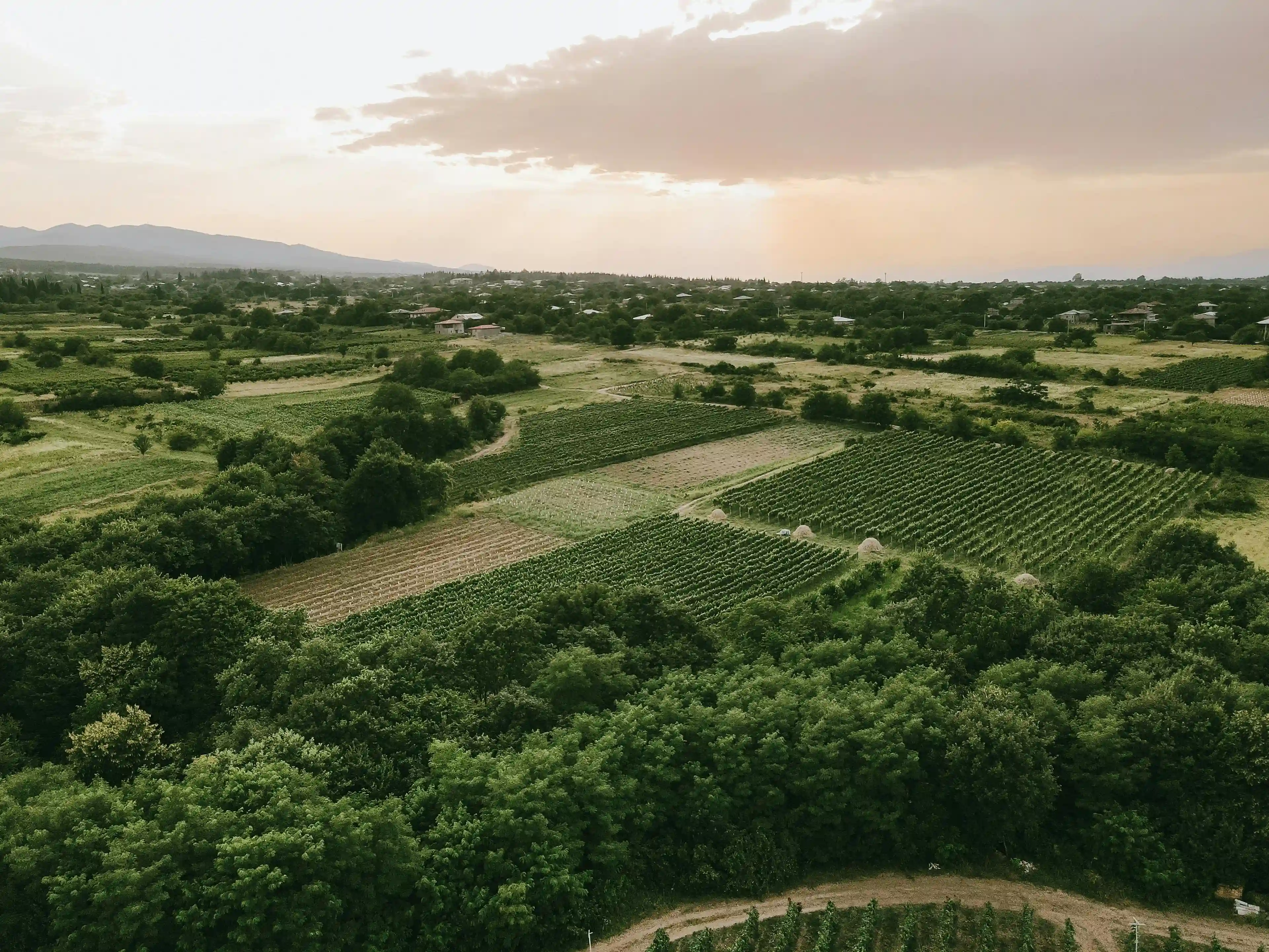 Vineyards in Georgia